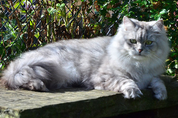 Baldur von Germangora