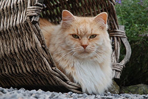 Barbarossa von Germangora