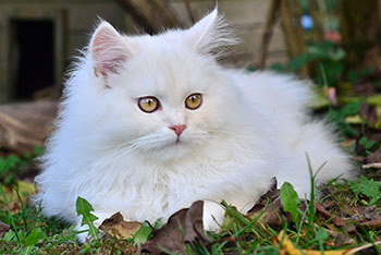 Cenzo von Germangora