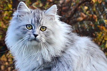 Corbin von Germangora