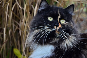 Tuuli von Germangora