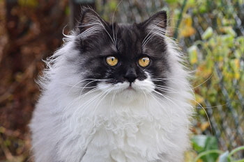 Cosmo von Germangora