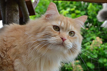 Aramis von Germangora