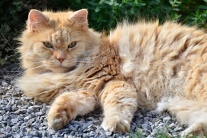 Keanu von Germangora