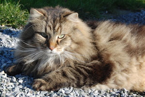 Albert von der Mark Meissen