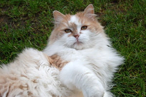 Kajo Chin von Germangora