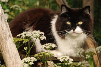 Gerrit vom Heidegeist