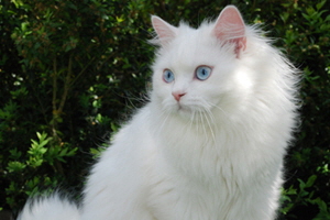 Leonidas von Germangora