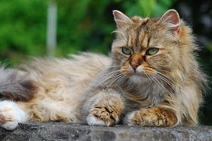 Kandie von Germangora