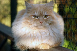 Qandor von Germangora