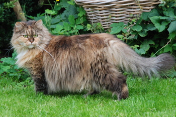 Evita von Germangora